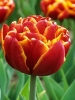 Тюльпаны махровые поздние Allegretto (Аллегретто)