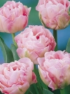 Тюльпан махровий пізній Angelique (Анжеліка) - Image1