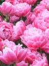 Тюльпан махровый поздний Авейрон - Image1
