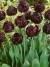 Тюльпаны махровые поздние Black Hero (Блэк Хиро) - Image1