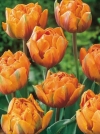 Тюльпаны махровые поздние Freeman (Фримен) - Image1