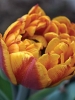 Тюльпаны махровые поздние Herman Emmink (Герман Эмминк)