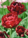Тюльпаны махровые поздние Uncle Tom (Анкл Том) - Image2