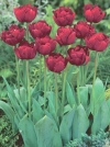 Тюльпани махрові пізні Uncle Tom (Анкл Том) - Image3