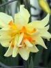 Нарцис махровий Flower Drift (Флауер Дріфт)