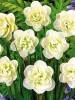 Нарцисс махровый Rose Of May (Роуз оф Мэй)