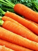 Морковь Каротан