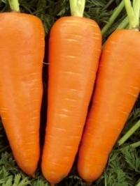 Морковь Карнавал
