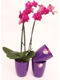 Вазон Орхидея сиреневый