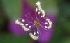 Декор для горщиків та рослин Метелик - Image1