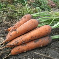 Морковь Мацури F1 (KS 7)