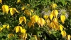 Клематис тангутский, желтый - Image1