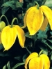 Клематис тангутский, желтый