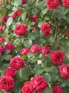 Роза шраб Red Eden Rose (Ред Иден Роуз) - Image1