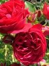 Роза шраб Red Eden Rose (Ред Иден Роуз) - Image2