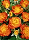 Роза флорибунда Rumba (Румба) - Image2
