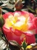 Роза флорибунда Rumba (Румба)