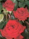 Роза чайно-гибридная Royal William (Роял Вильям) - Image1