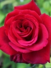 Роза чайно-гибридная Royal William (Роял Вильям) - Image2