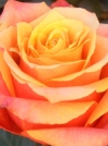 Роза чайно-гибридная Cherry Brandy (Черри Бренди) - Image2