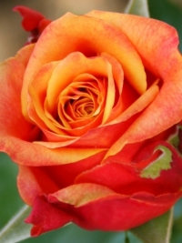 Роза чайно-гибридная Cherry Brandy (Черри Бренди)