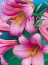 Лилии Трубчатые  гибриды Pink Perfection (Пинк Перфекшн) - Image2