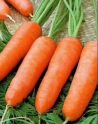 Морковь Карини