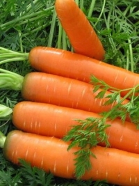 Морковь Нантес Тип-Топ