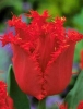Тюльпан бахромчатый  Calibra (Калибра)