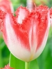 Тюльпан бахромчатый Penthouse (Пентхаус)