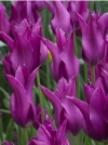 Тюльпан Лилиецветный Purple Dream (Пепл Дрим) - Image1
