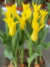 Тюльпан Лилиецветный Schiedam (Шедем) - Image1