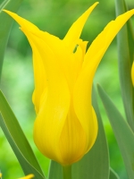 Тюльпан Лилиецветный Schiedam (Шедем)