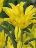 Тюльпан лілієподібний Yellow Spider (Йеллоу Спайдер)