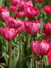 Тюльпан махровый поздний Up Pink (Ап Пинк) - Image1