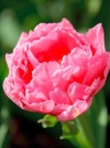 Тюльпан махровий пізній Up Pink (Ап Пінк) - Image2