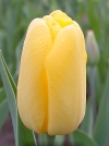 Тюльпан многоцветковый Fats Domino (Фатс Домино) - Image3