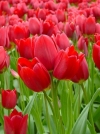 Тюльпан багатоквітковий Red Georgette (Ред Жоржет) - Image2