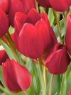 Тюльпан багатоквітковий Red Georgette (Ред Жоржет) - Image3