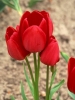 Тюльпан багатоквітковий Red Georgette (Ред Жоржет)