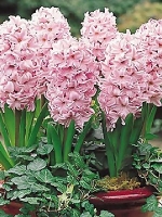 Гіацинт садовий China Pink (Чайна Пінк)