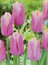 Тюльпан Тріумф Holland Beauty (Холад Бюті) - Image1