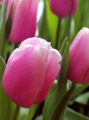 Тюльпан Тріумф Holland Beauty (Холад Бюті) - Image2