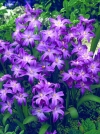Хіoнодокса Люціліі Violet Beauty (Виолет Бюті) - Image2