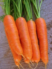 Морковь Яскрава