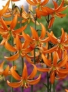 Лилия Кудреватые гибриды Orange Marmalade (Оранж Мармелад) - Image2
