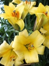 Лилия Трубчатые гибриды Golden Splendour (Голден Сплендор) - Image1