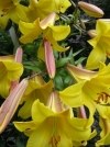 Лилия Трубчатые гибриды Golden Splendour (Голден Сплендор) - Image2