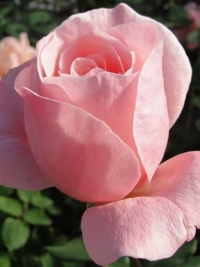 Роза чайно-гибридная Queen of England (Квин оф Ингленд)