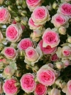 Роза плетистая Eden Rose (Эден Роуз) - Image1